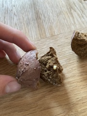 Andricus quercustozae