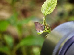 Jamides bochus nabonassar