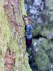 Lucanus cervus
