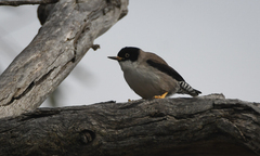 Daphoenositta chrysoptera