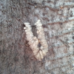 Microgastrinae