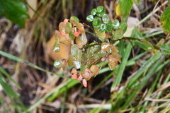 Euphorbia jenisseiensis