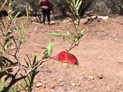 Senegalia kelloggiana