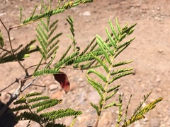 Senegalia kelloggiana