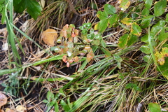 Euphorbia jenisseiensis