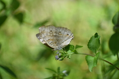 Junonia atlites