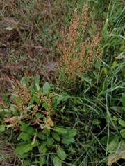 Rumex acetosa