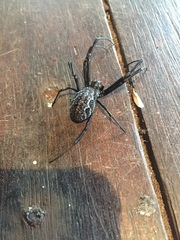 Nephilengys malabarensis