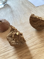 Andricus quercustozae