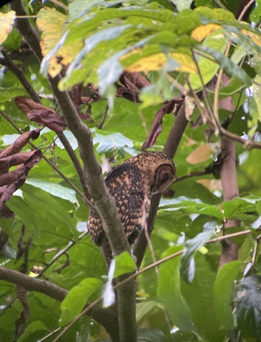 Golden Masked Owl (Tyto aurantia), photo 4