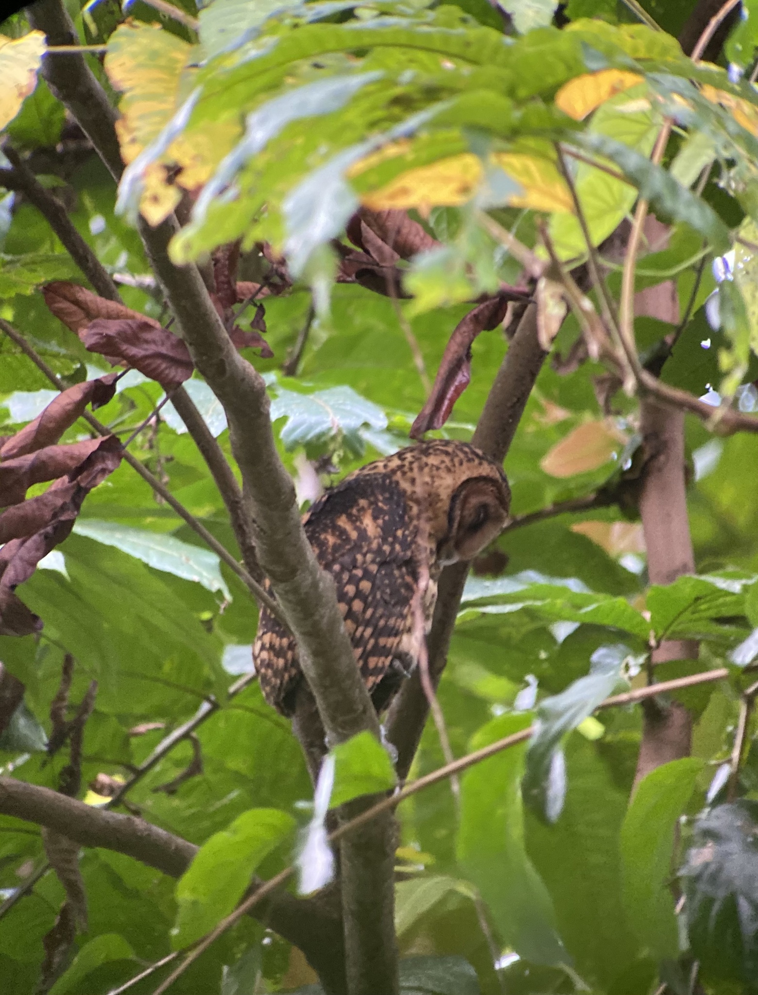 Golden Masked Owl (Tyto aurantia), photo 2