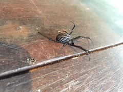 Nephilengys malabarensis