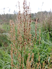 Rumex acetosa