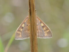 Mecyna flavalis
