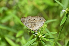 Junonia atlites