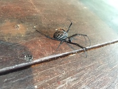 Nephilengys malabarensis