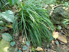 Ophiopogon