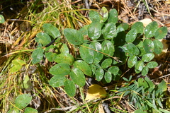 Lathyrus humilis