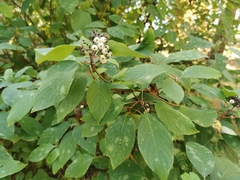 Cornus alba
