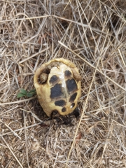 Testudo hermanni