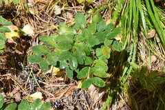 Lathyrus humilis