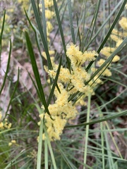 Acacia mucronata