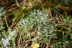 Artemisia sericea