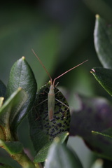 Trigonotylus
