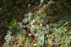 Artemisia sericea