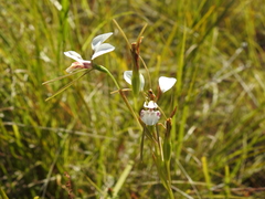 Diuris alba