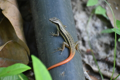 Sphenomorphus dussumieri