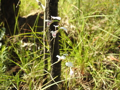 Diuris alba