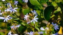 Scaevola