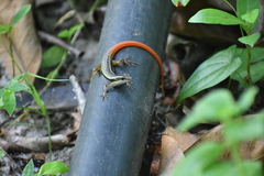 Sphenomorphus dussumieri