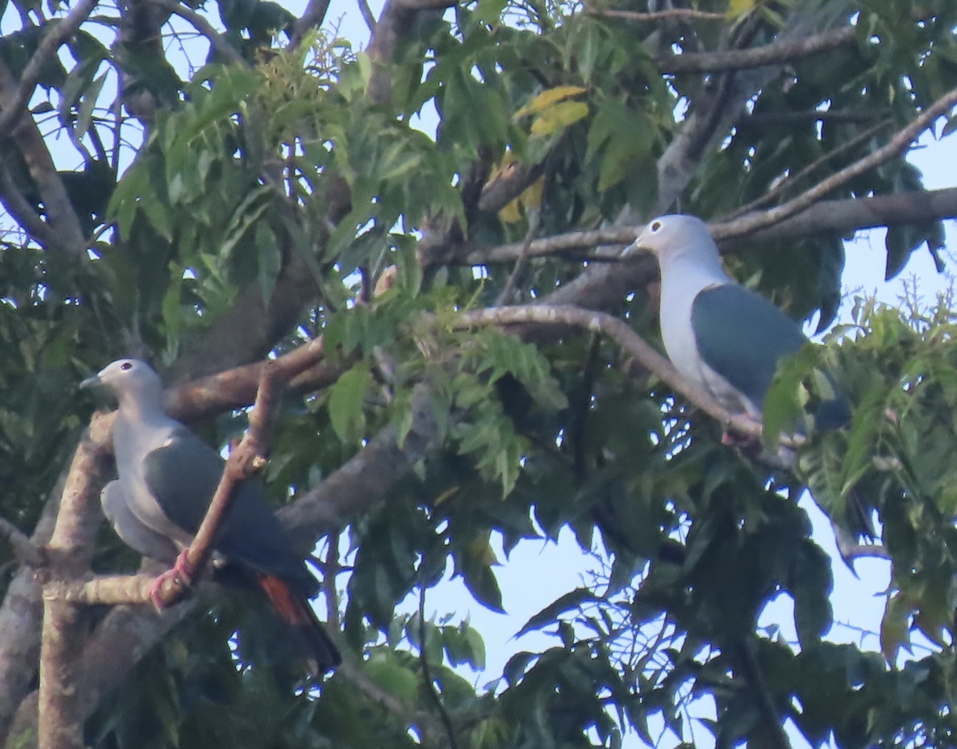 Island Imperial Pigeon (Ducula pistrinaria), photo 2