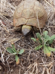 Testudo hermanni