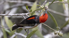 Myzomela sanguinolenta