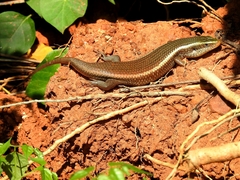 Eutropis carinata