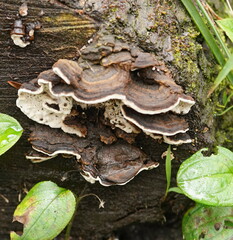 Datronia brunneoleuca