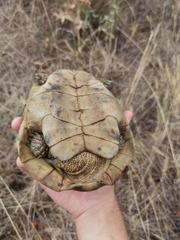 Testudo hermanni