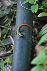 Sphenomorphus dussumieri