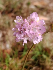 Armeria maritima elongata