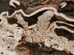 Datronia brunneoleuca