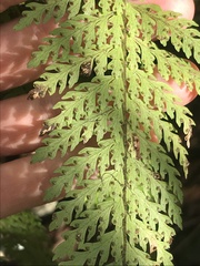 Microlepia strigosa