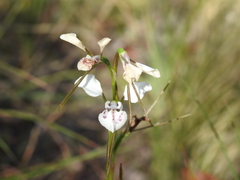 Diuris alba