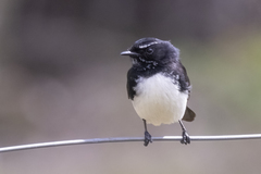 Rhipidura leucophrys