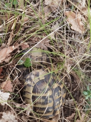 Testudo hermanni