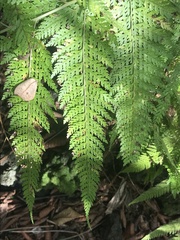 Microlepia strigosa