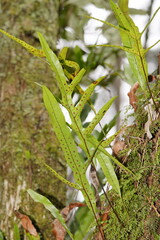 Microsorum pustulatum pustulatum