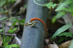 Sphenomorphus dussumieri